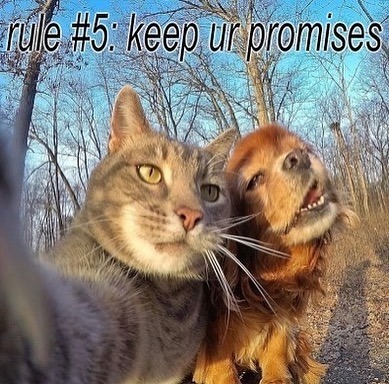 a picture of a cat and a dog with the caption #5 keep ur promises