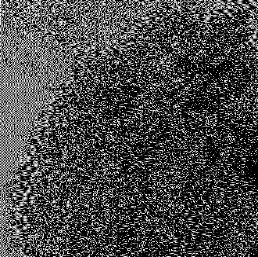 A cat.