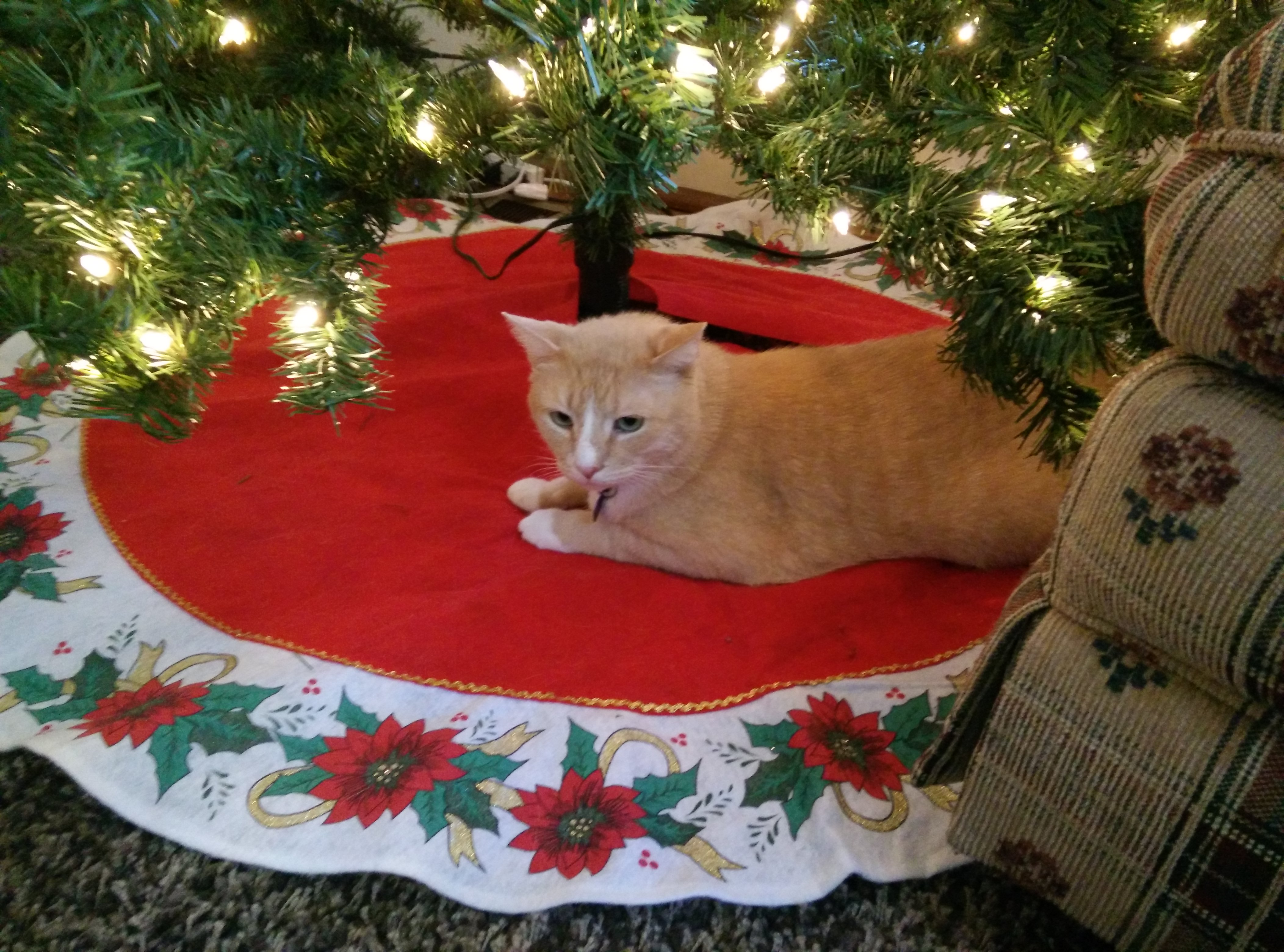 a happy cat under a Christmas tree