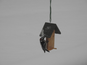 Woodpecker eating seed butter