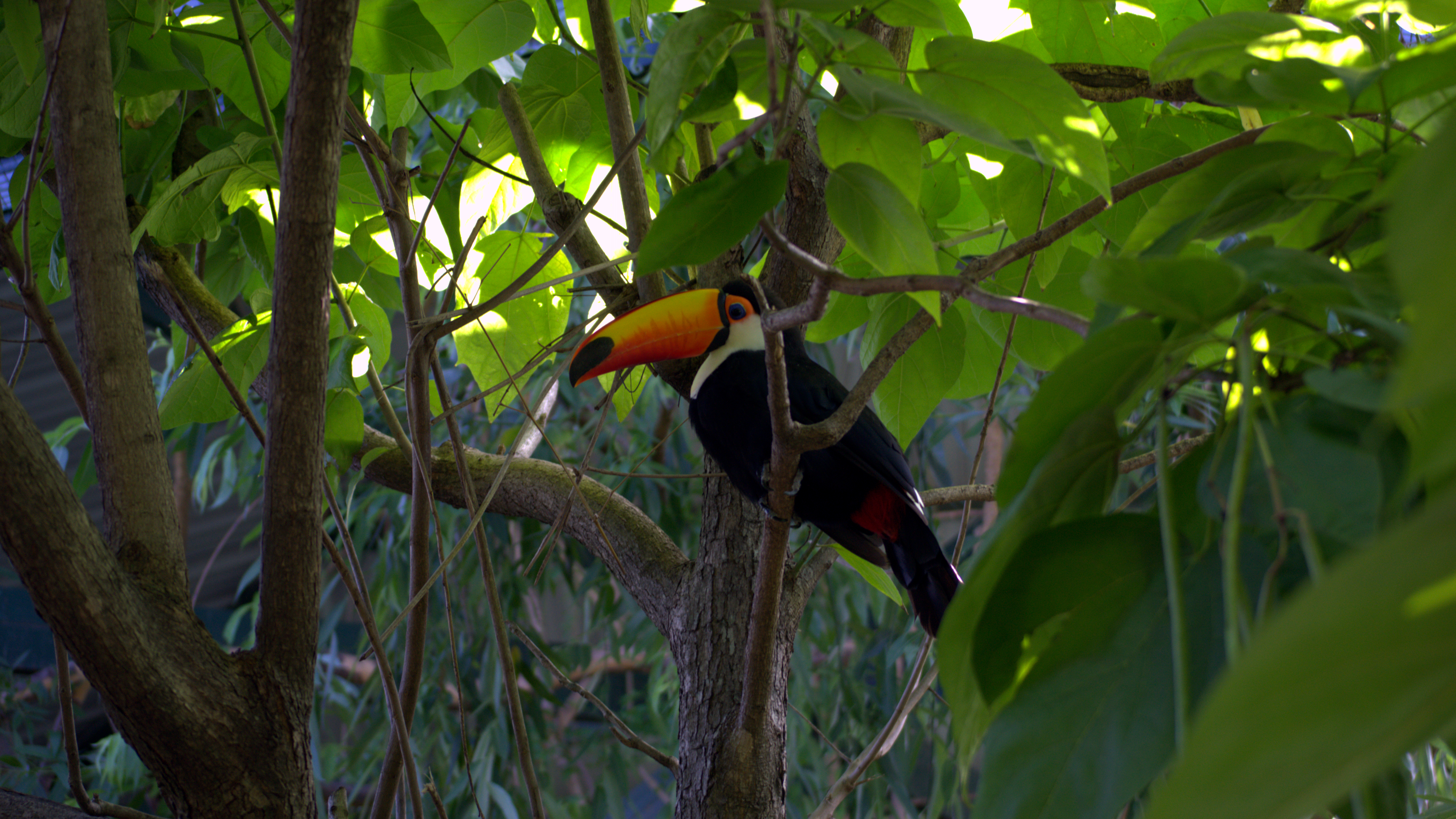 Nice toucan