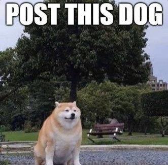 doge looking up, caption "post this dog"
